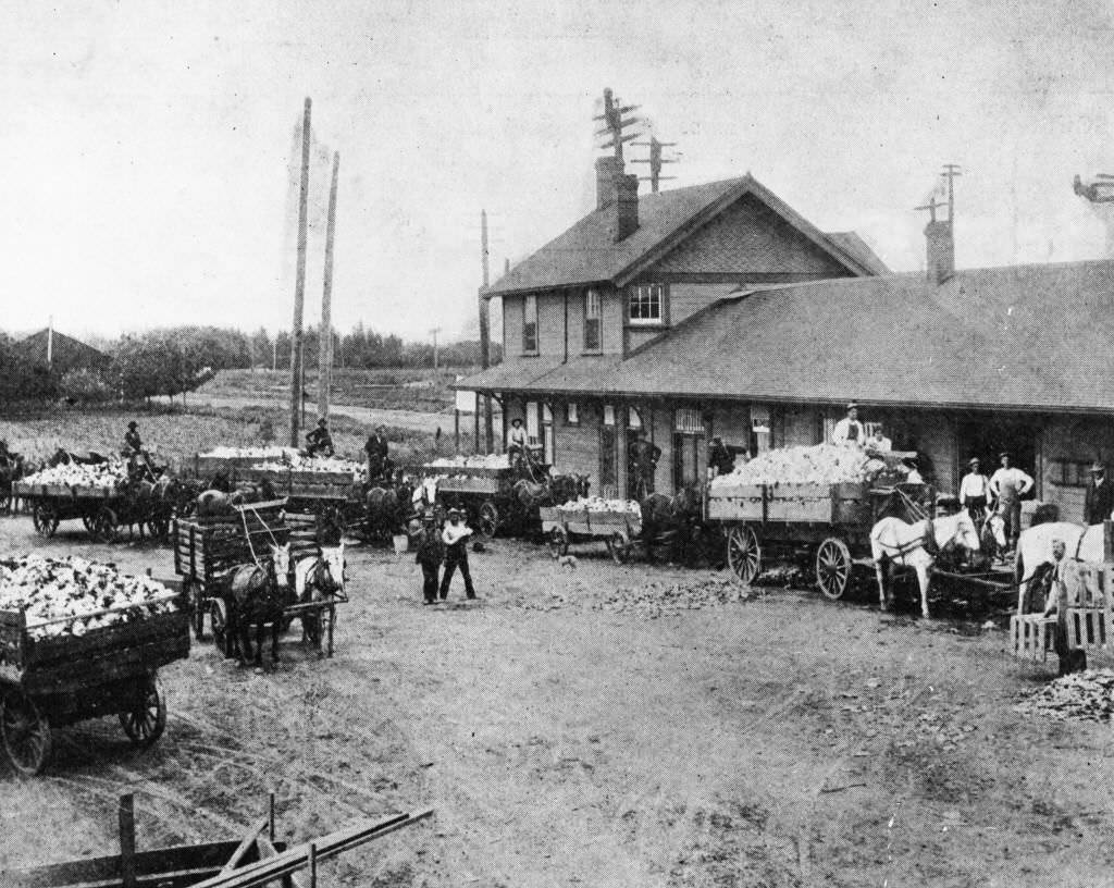 Horse-Drawn Wagons at Anaheim Southern Pacific Railway Depot, Anaheim, 1895