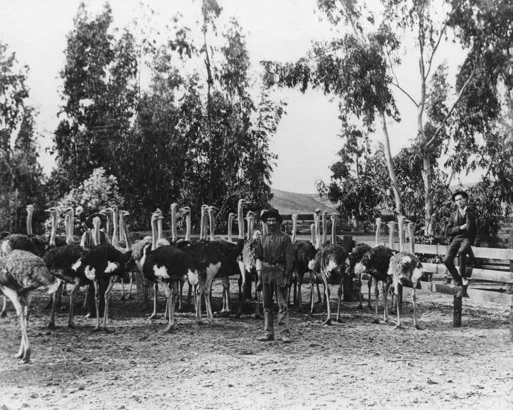 First ostrich farm in Orange County, owned by John Atherton, west of Anaheim, near Buena Park, 1896