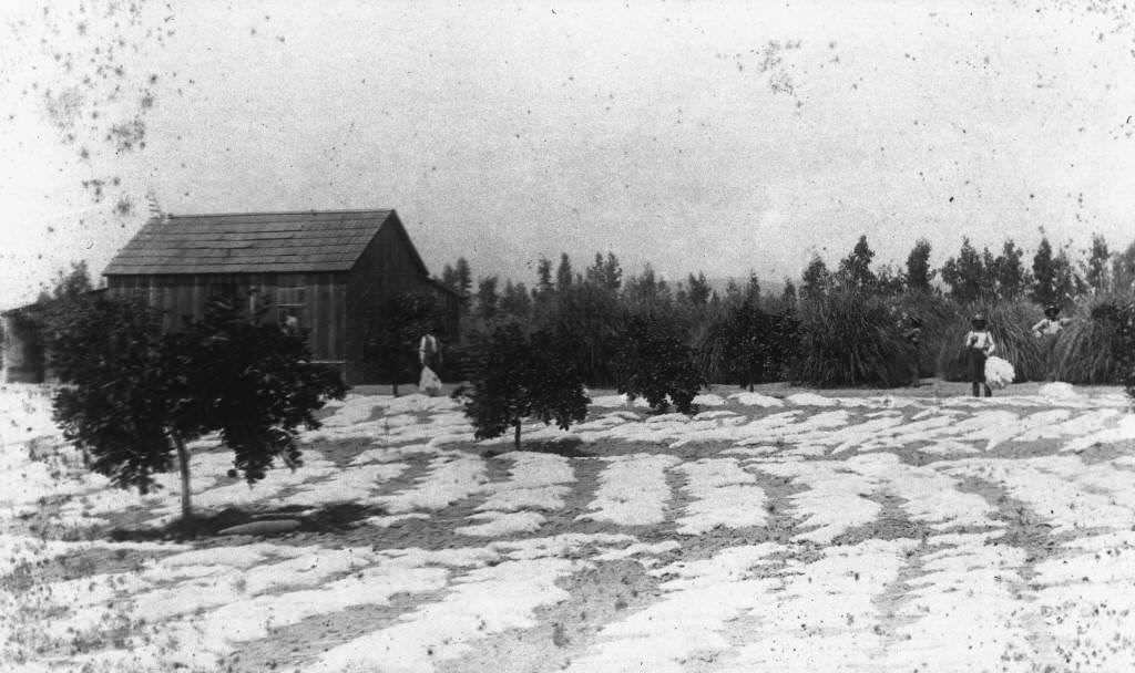 Max Nebelung Ranch, Anaheim, 1890