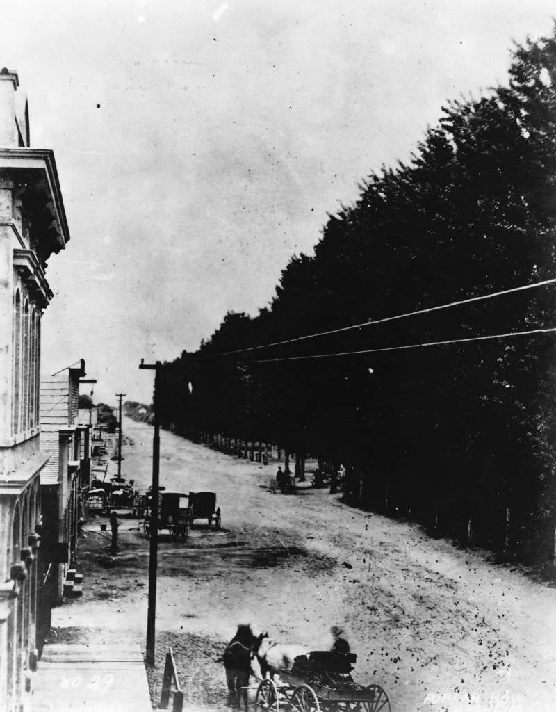 Row of Poplar Trees Along Center Street, Anaheim, 1876