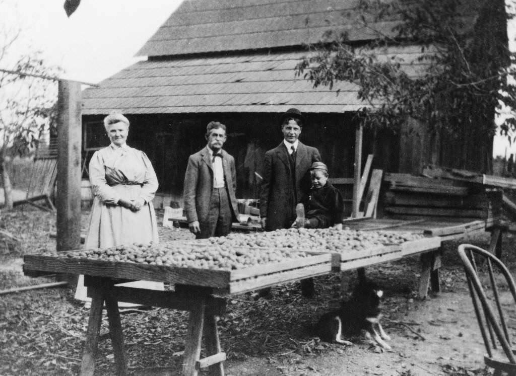 Drying Walnuts, Edison Ranch, Anaheim, 1899