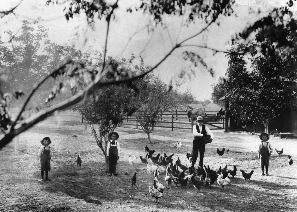 John Hanna Feeding the Chickens at his Ranch, Anaheim, 1897