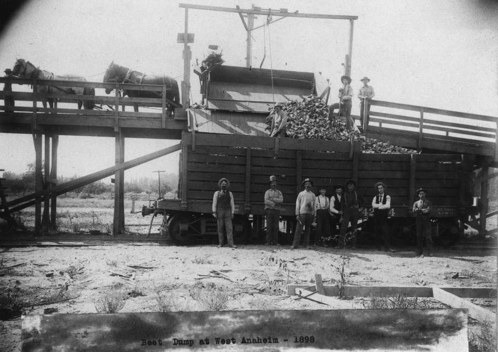 Carroll Beet Dump in West Anaheim, 1898