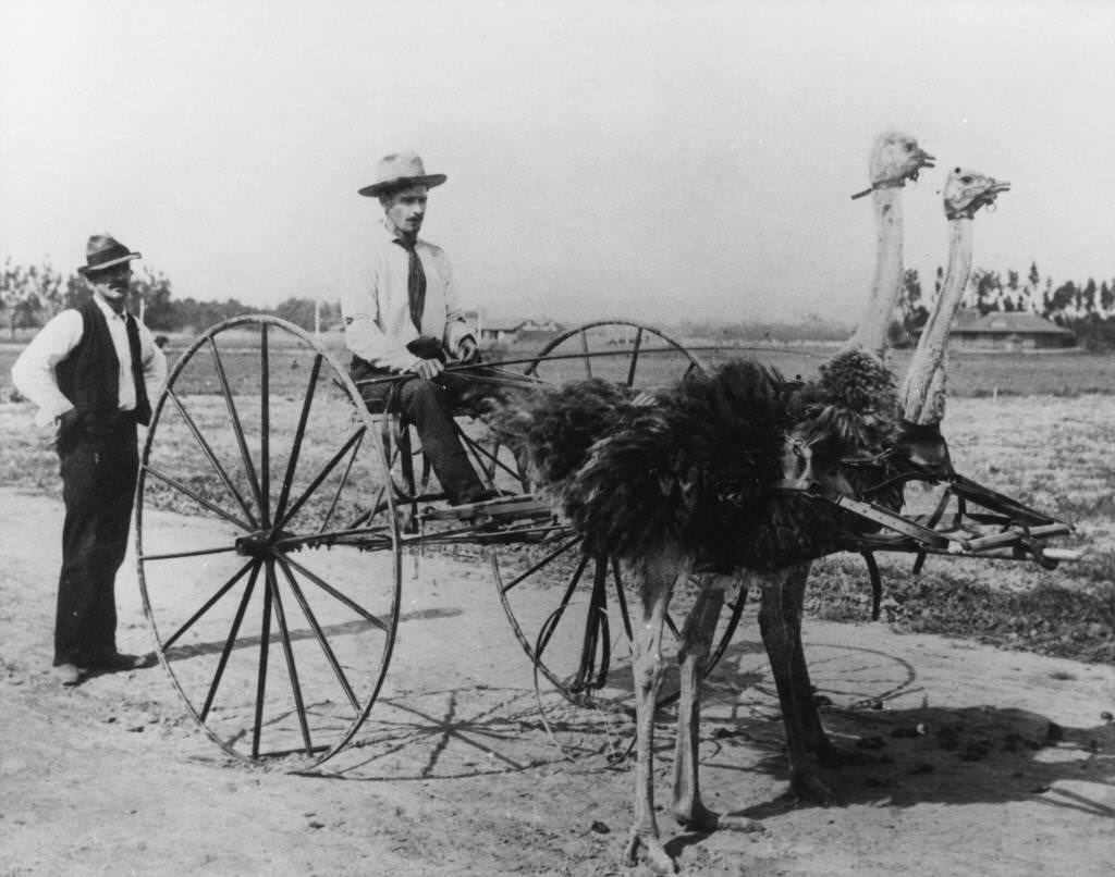 Frank Eastman and Willard Frantz with Their Ostrich Cart, 1896