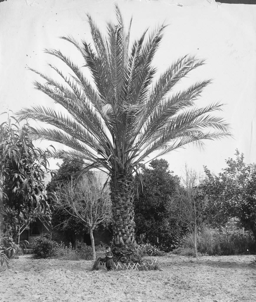 Palm Tree Located at Center and Los Angeles Streets, Anaheim, 1886