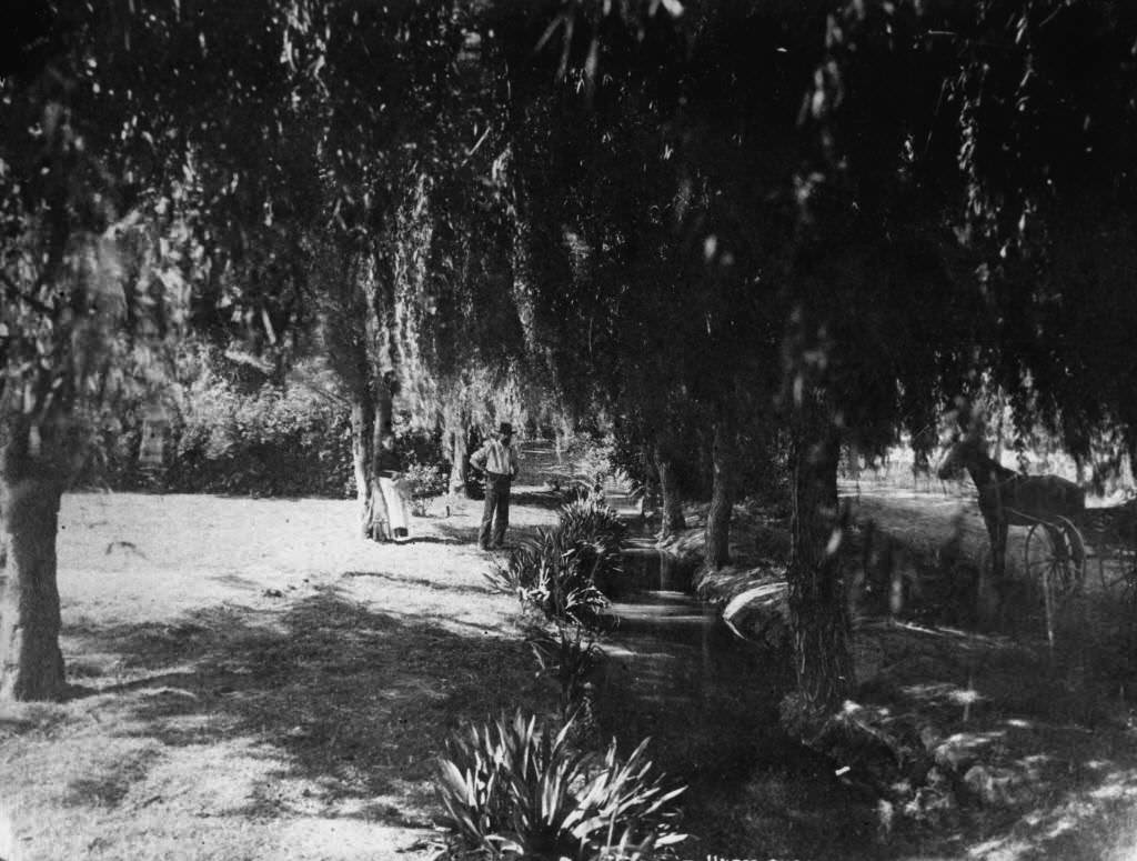 Irrigation Ditch and Willow Trees, Anaheim, 1880