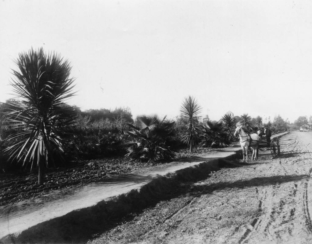 Mable Street in West Anaheim, 1894