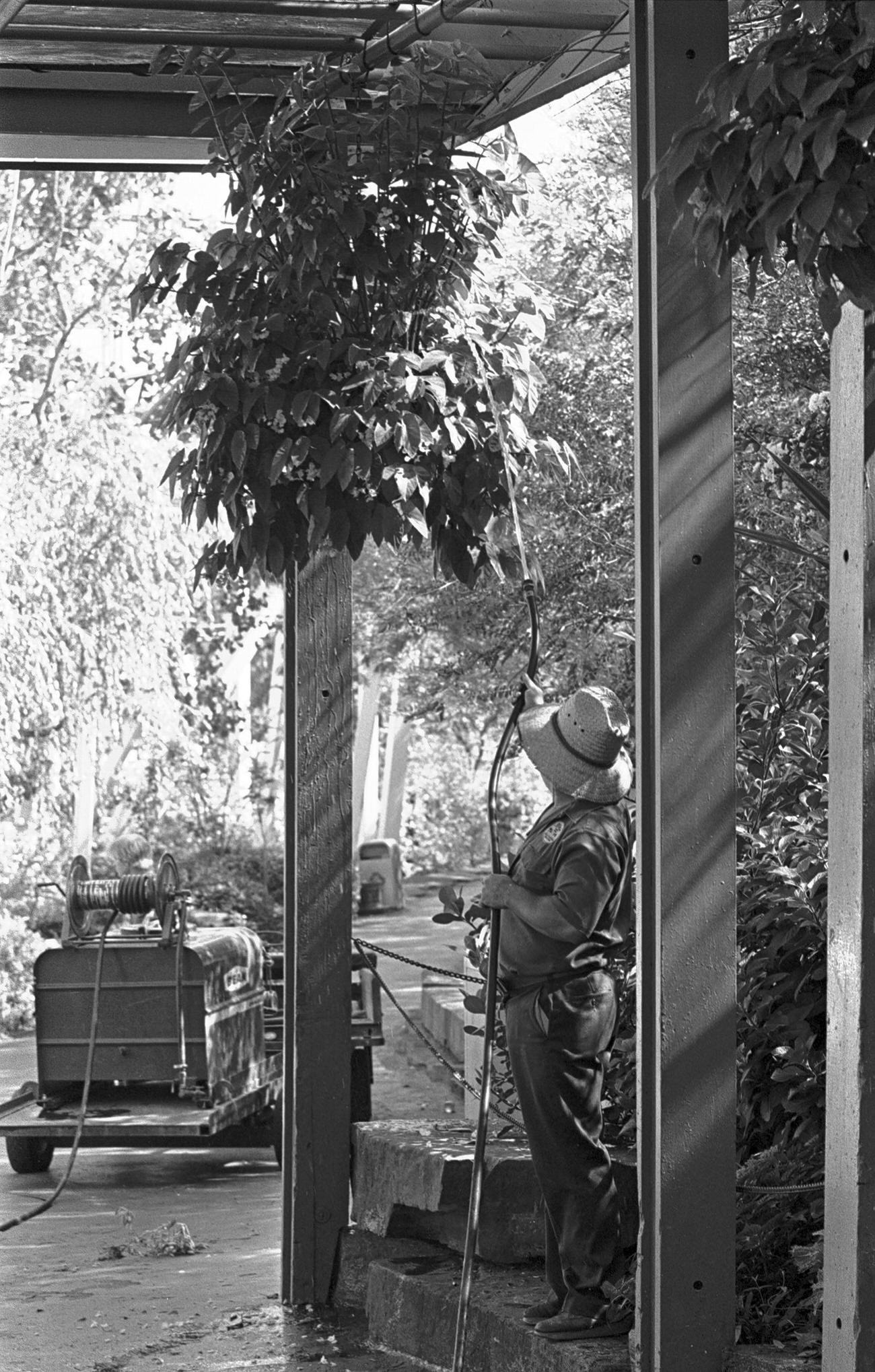 Landscape crew replace damaged greenery at Six Flags Over Texas, 1970s