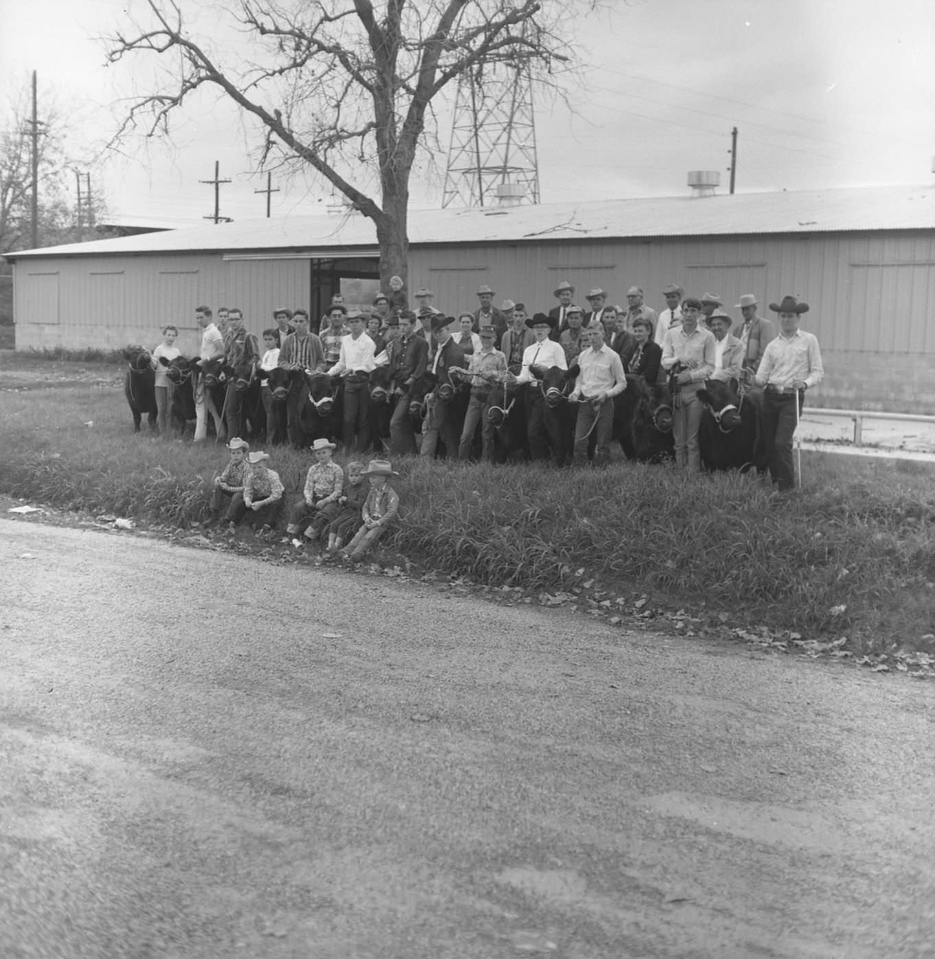 Young men display their competing cattle side by side in front of a barn, 1965