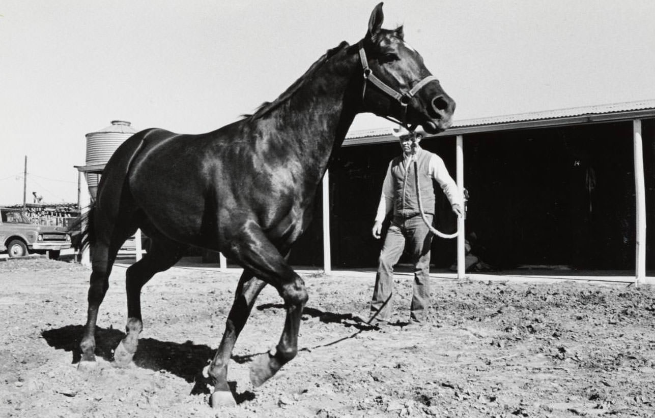 A man at Manor Downs holding a lead for a dark horse who is trotting in front of him, 1967