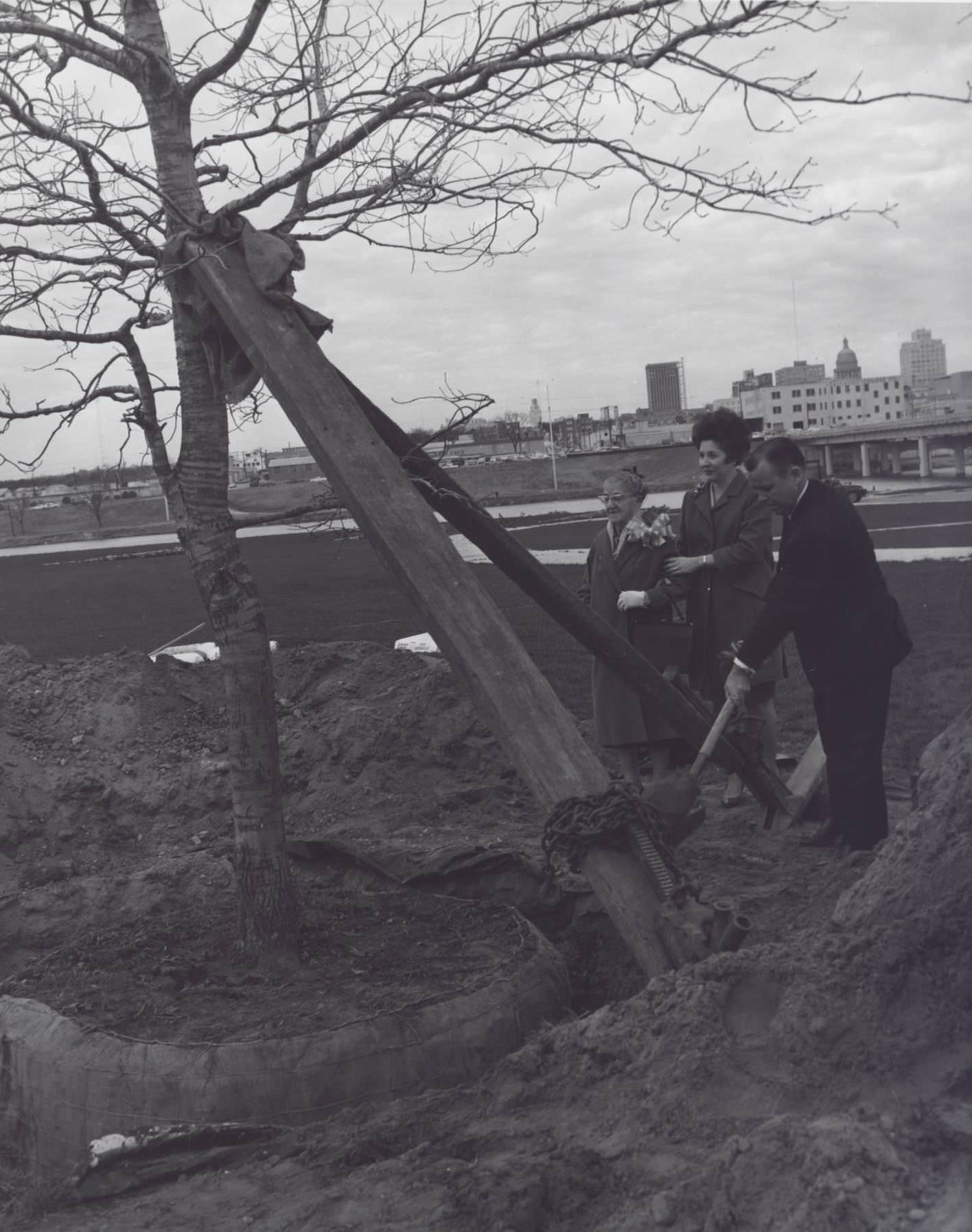 Town Lake's First Tree, 1966.