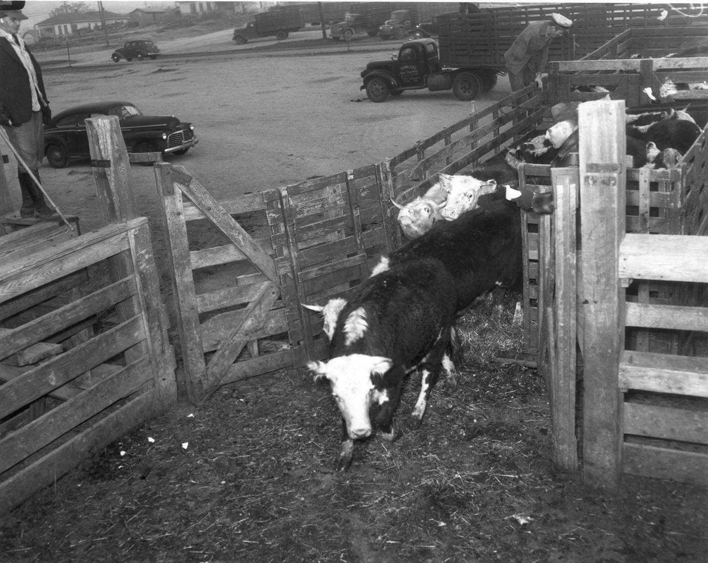 Cows entering pens in Fort Worth Stockyards, 1946
