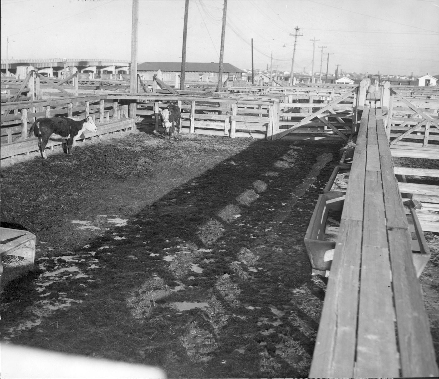 Stockyards pens lonely, cattle pen with 2 cows during workers strike, Fort Worth Stockyards, 1940