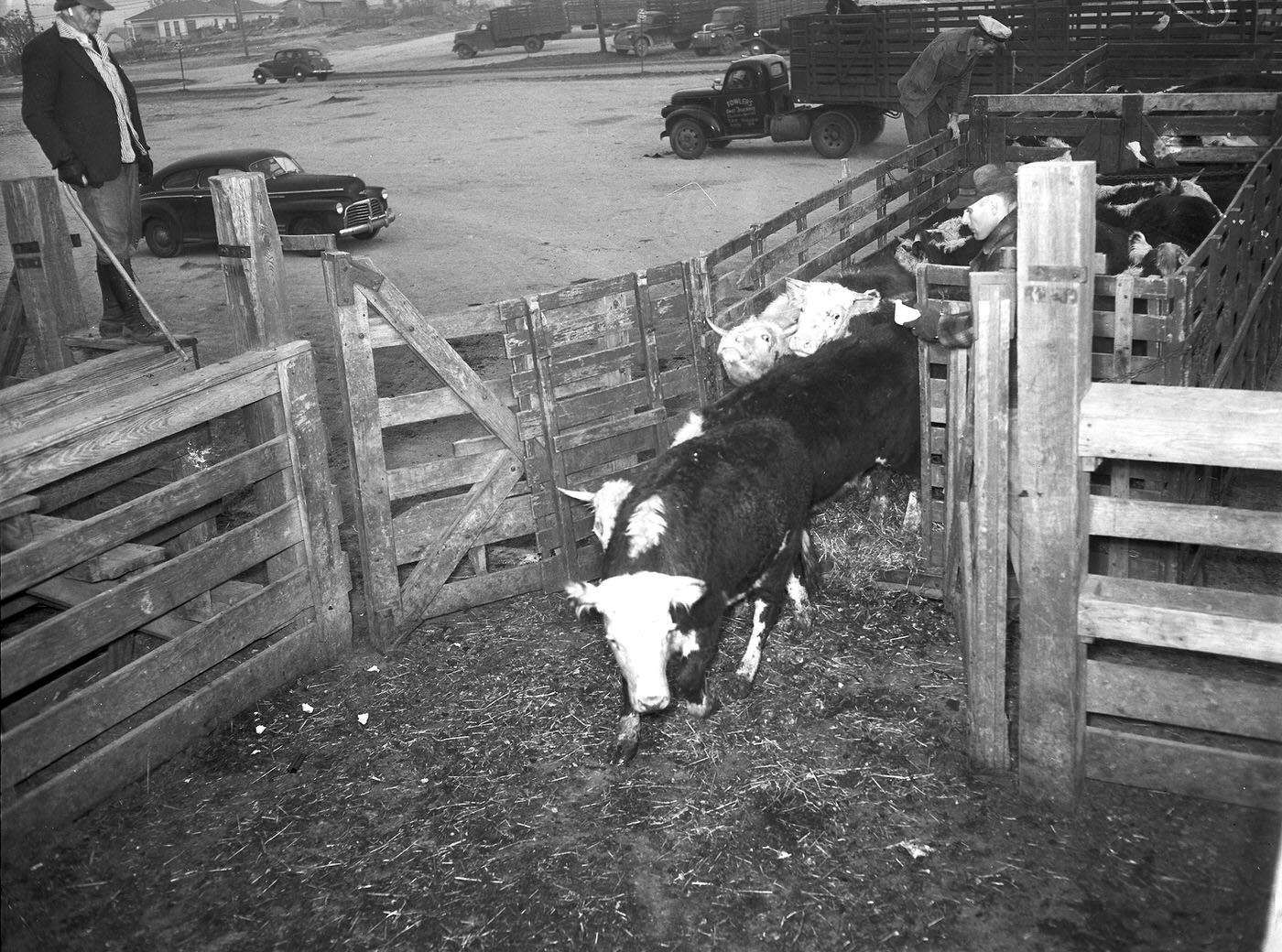 Stockyards Strike Ends, 1946