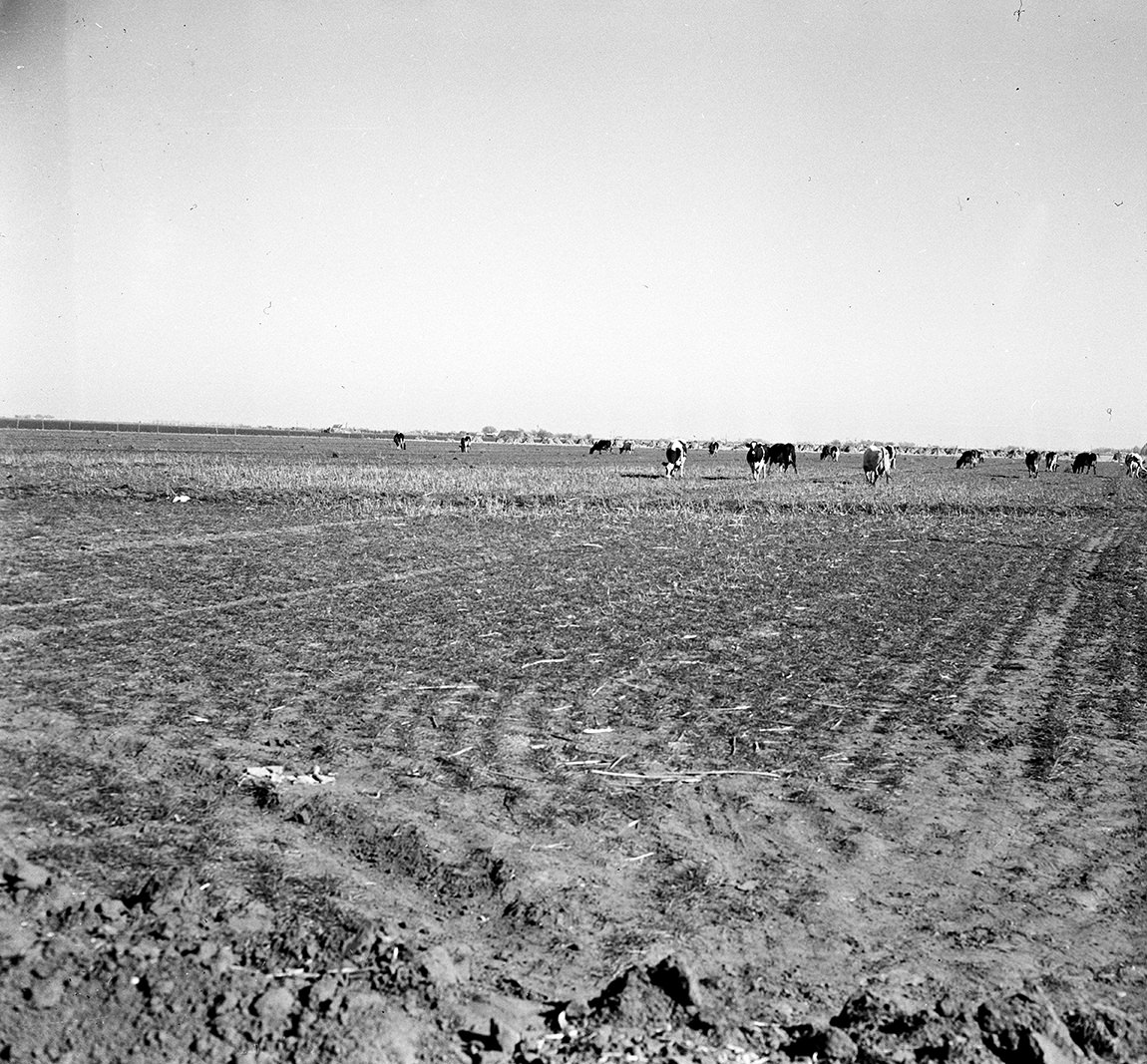 The Holstein cattle on the G. R. Fain farm near Plainview graze peacefully and contentedly on an irrigated pasture which Fain has put in to keep up his milk production, 1949
