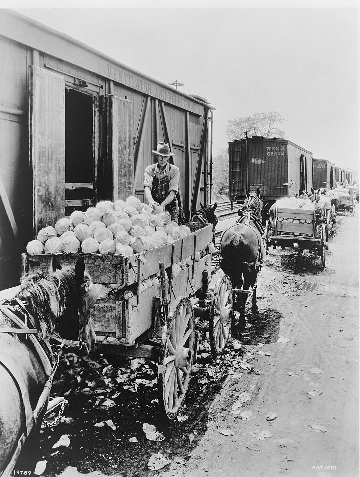 Several wagons loaded with cabbages lined up next to railroad cars in Norfolk, 1934