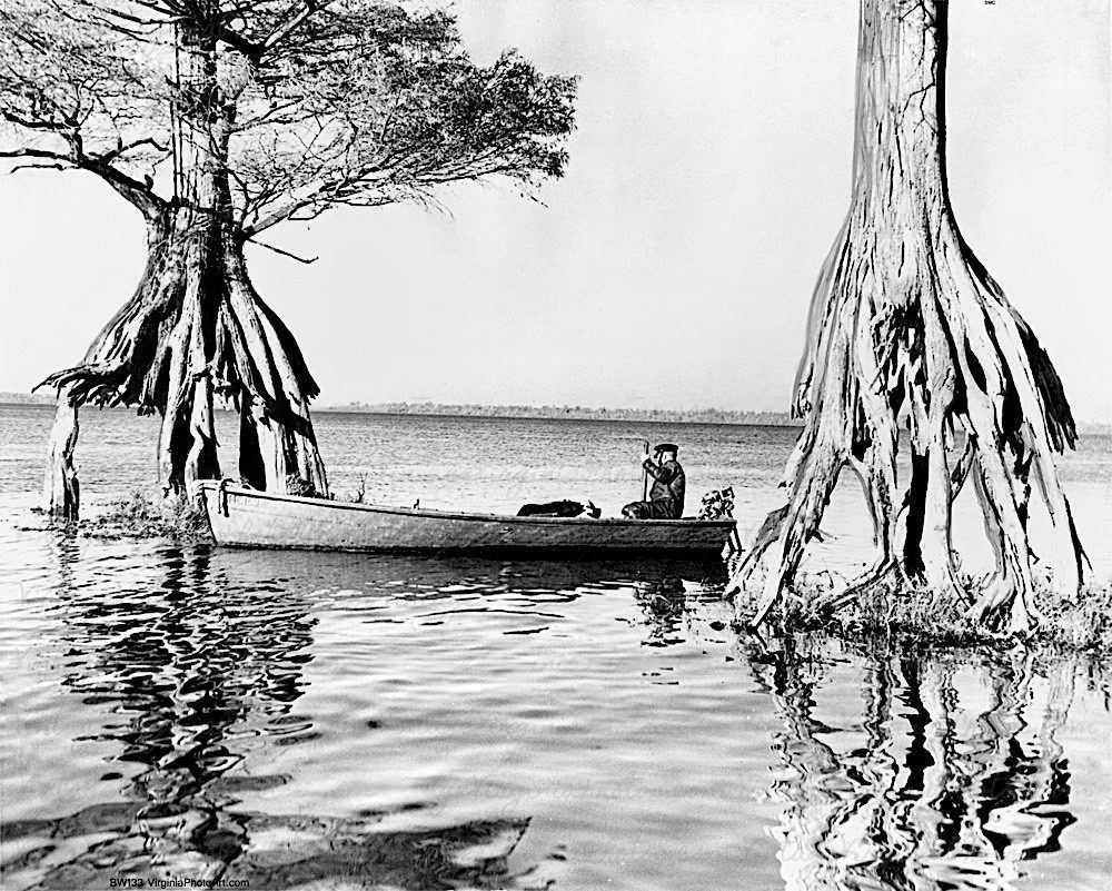 Cypress Trees Dismal Swamp Chesapeake Nov. 12, 1938