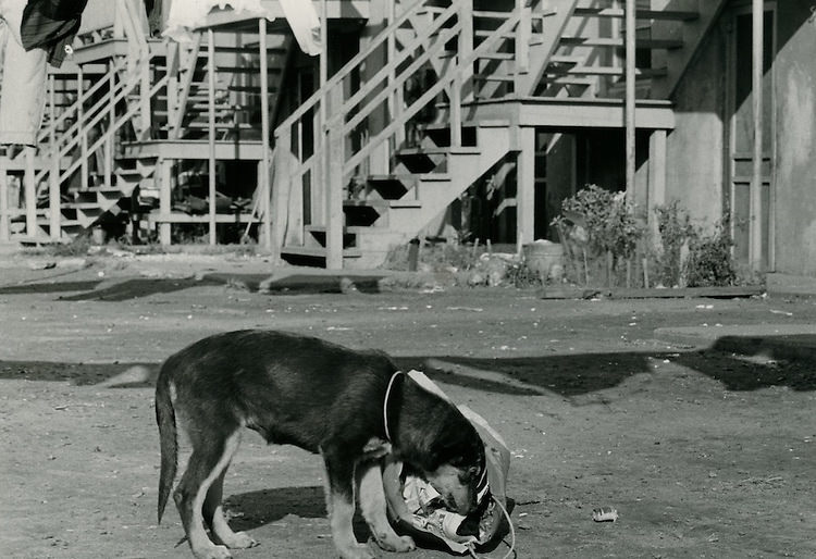 Dog rooting in garbage bag on Lavale Street - October 27, 1966