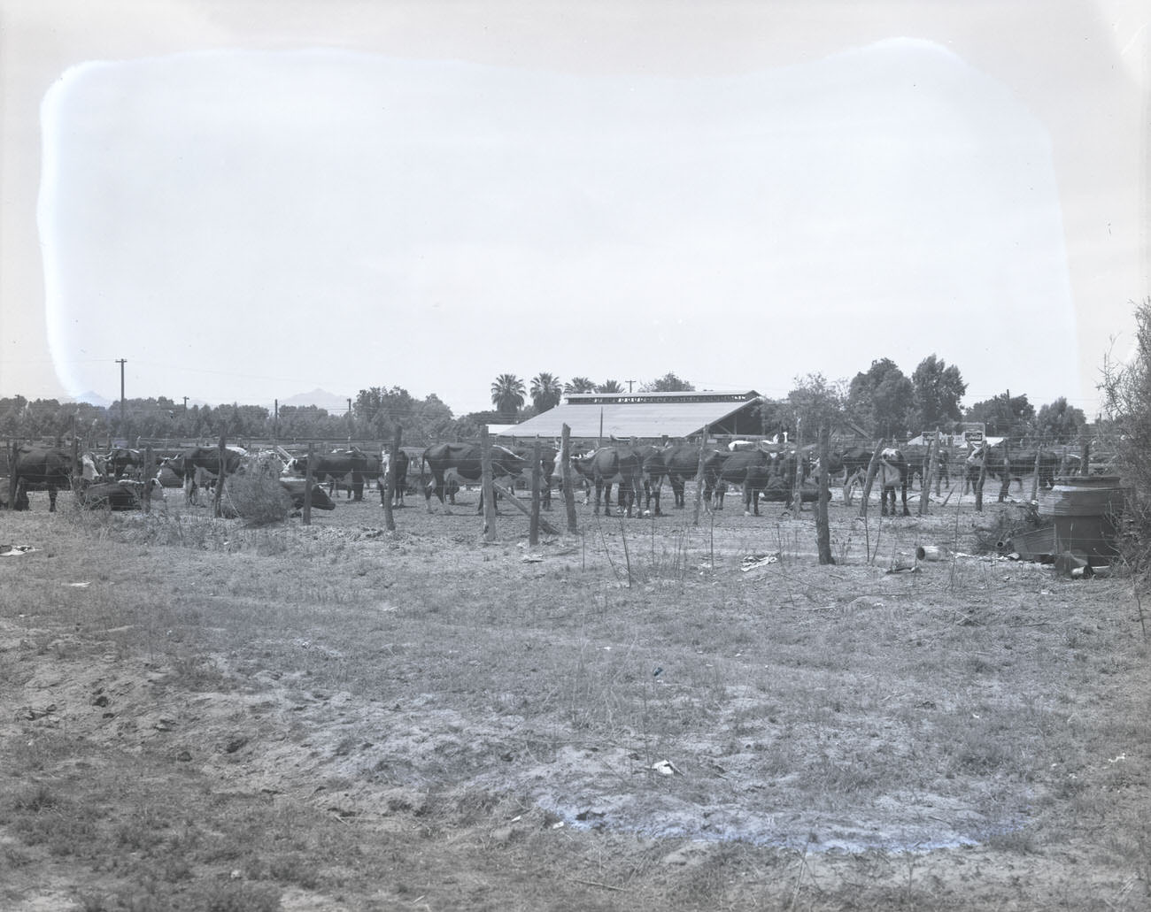 Cattle in Stockyard, 1942