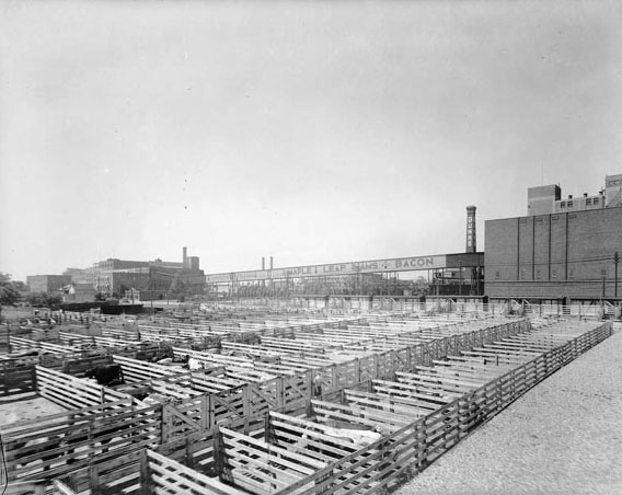 The Maple Leaf stockyards in the Junction, 1940s