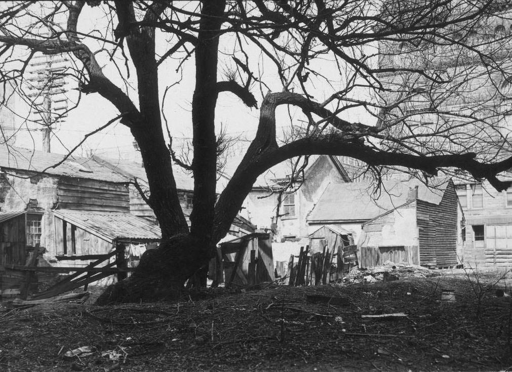 Back yards of Albert Street slum housing, 1908.