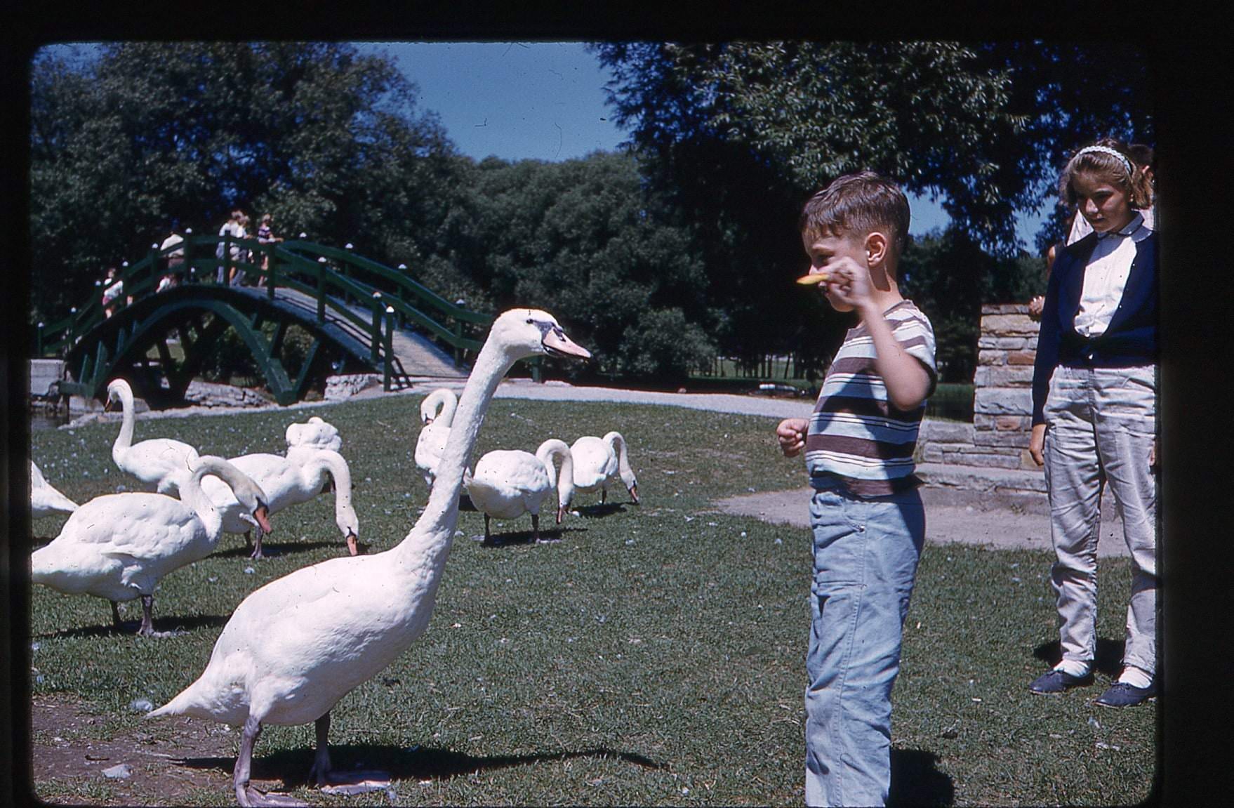 A kid tempting a swan with a Ritz cracker at the Centre Island, 1970s