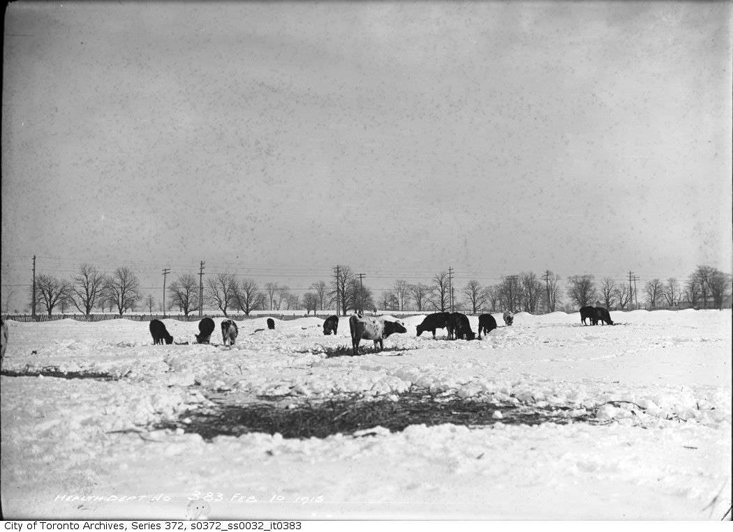 Cattle in the snow at Robinson dairy farm in Newtonbrook, located west of Yonge St, south side of Steeles Ave, Feb 10, 1915.