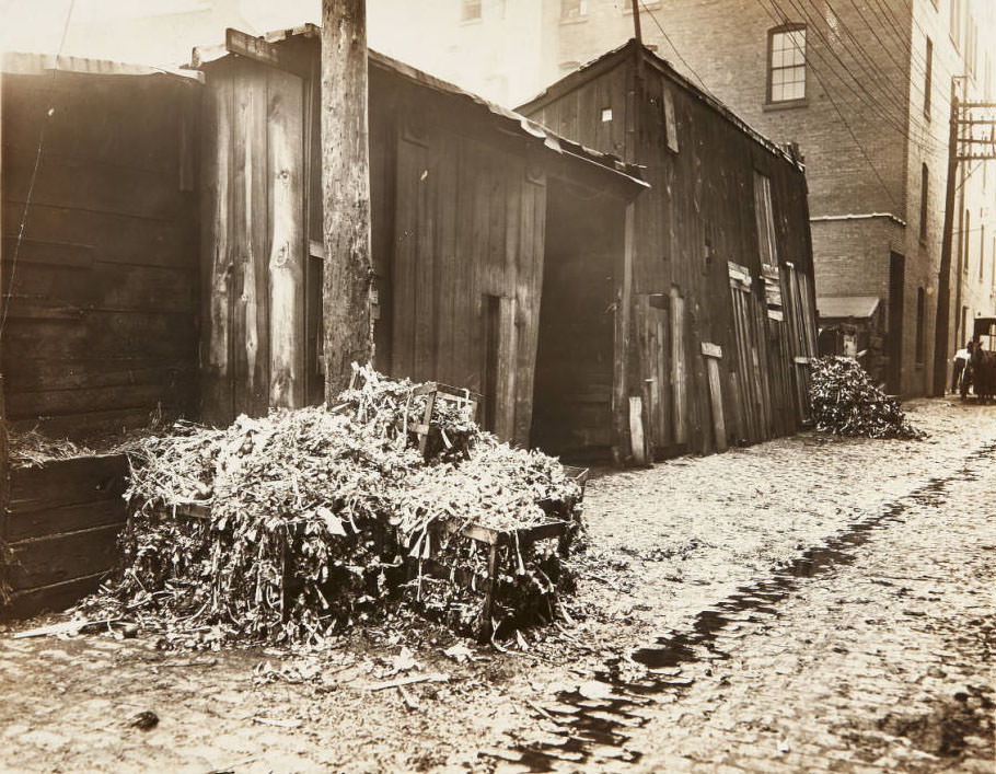 A few boxes of decaying plants placed next to wooden sheds along Foster alley, 1913