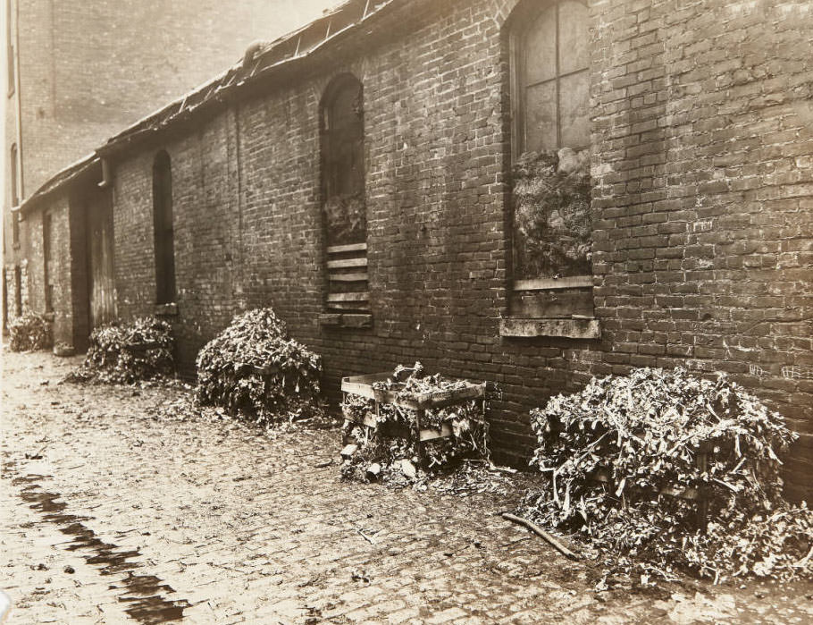 Some decaying boxes of plants next to a building along Foster alley, 1913