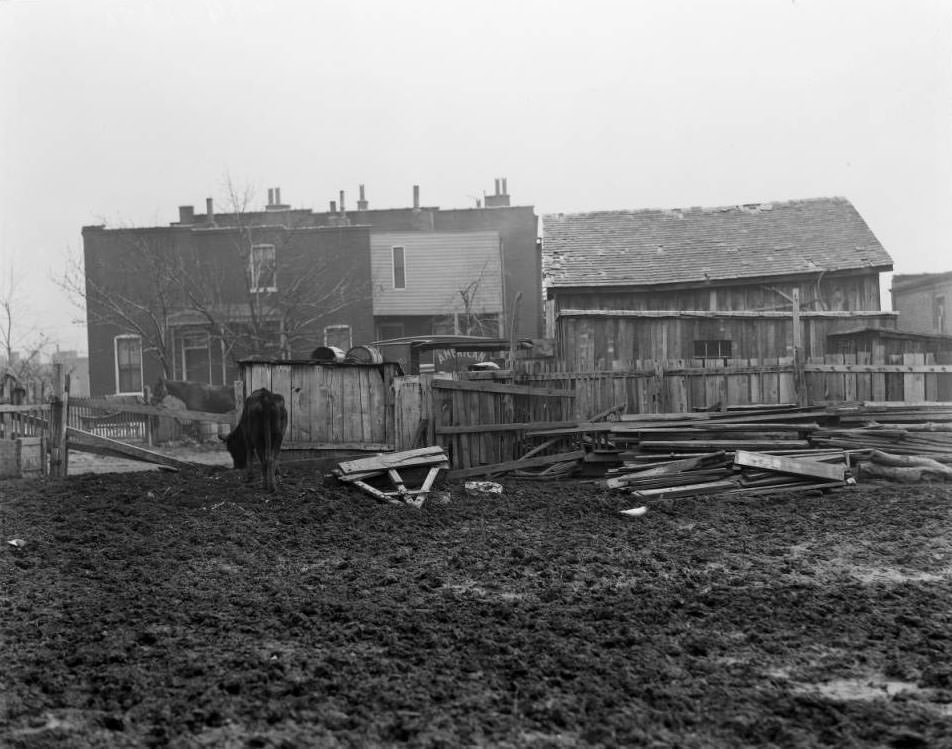 View of a cow grazing in muddy yard, 1925