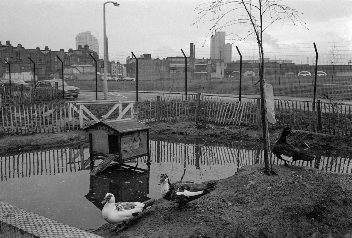 Duck pond, Vauxhall City Farm, Vauxhall, Lambeth. 1980