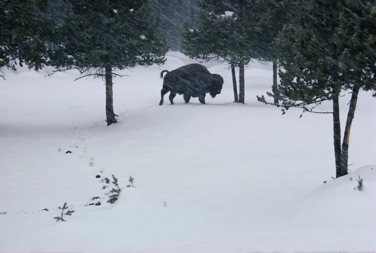 Buffalo in Yellowstone national park, 1966