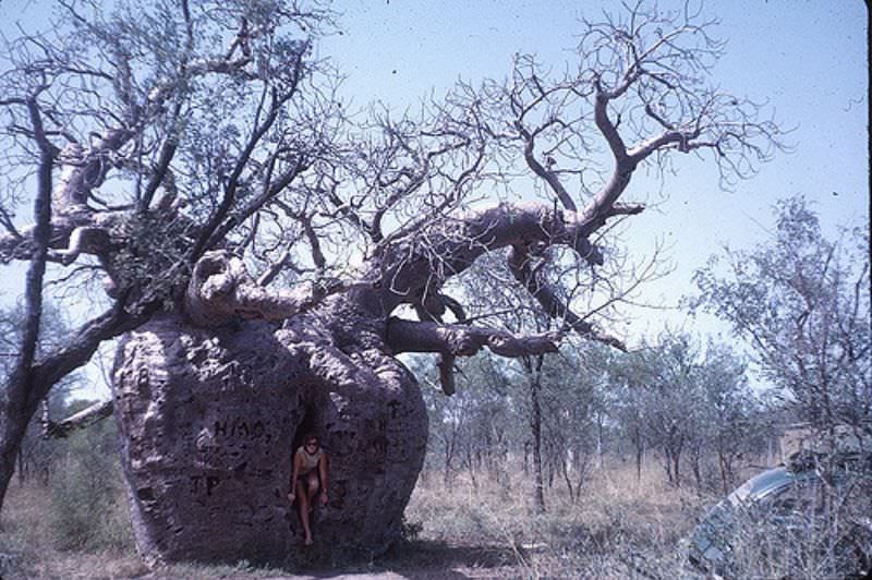 Dorothy in Boab prison tree near Derby, May 15th, 1963