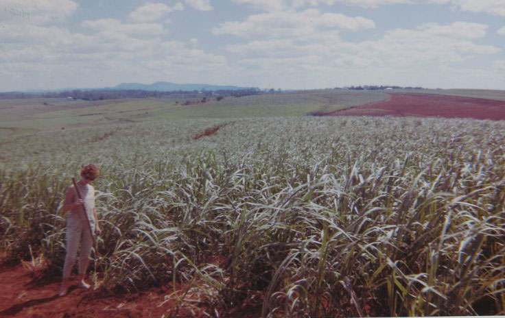 Canefields on the first stage of the around Australia trip in Gigi the VW in 1963