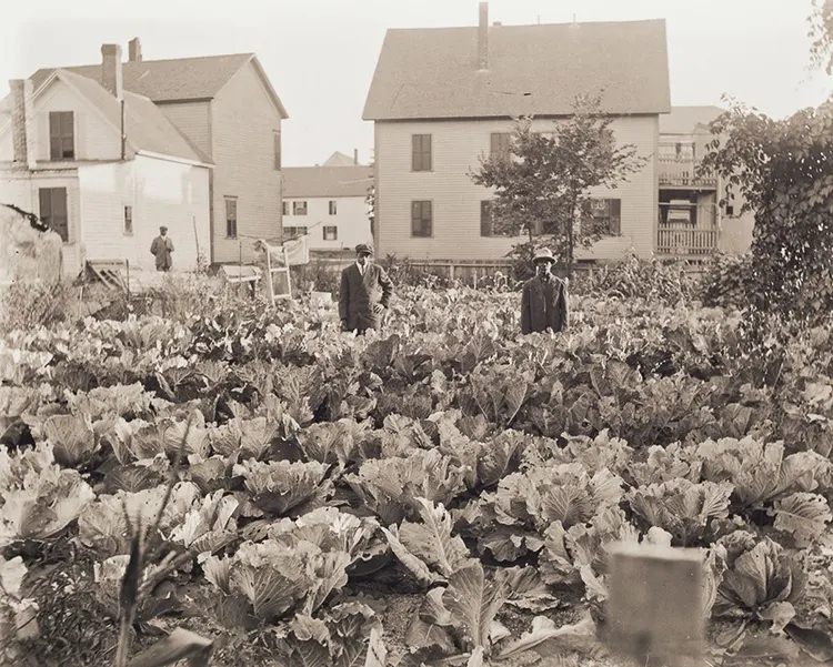 Edward Perkins in His Garden. Camden migrant Edward Perkins poses in his lush garden of collard greens in the Beaver Brook neighborhood, demonstrating the literal transplantation of Southern culture to the North, 1902.