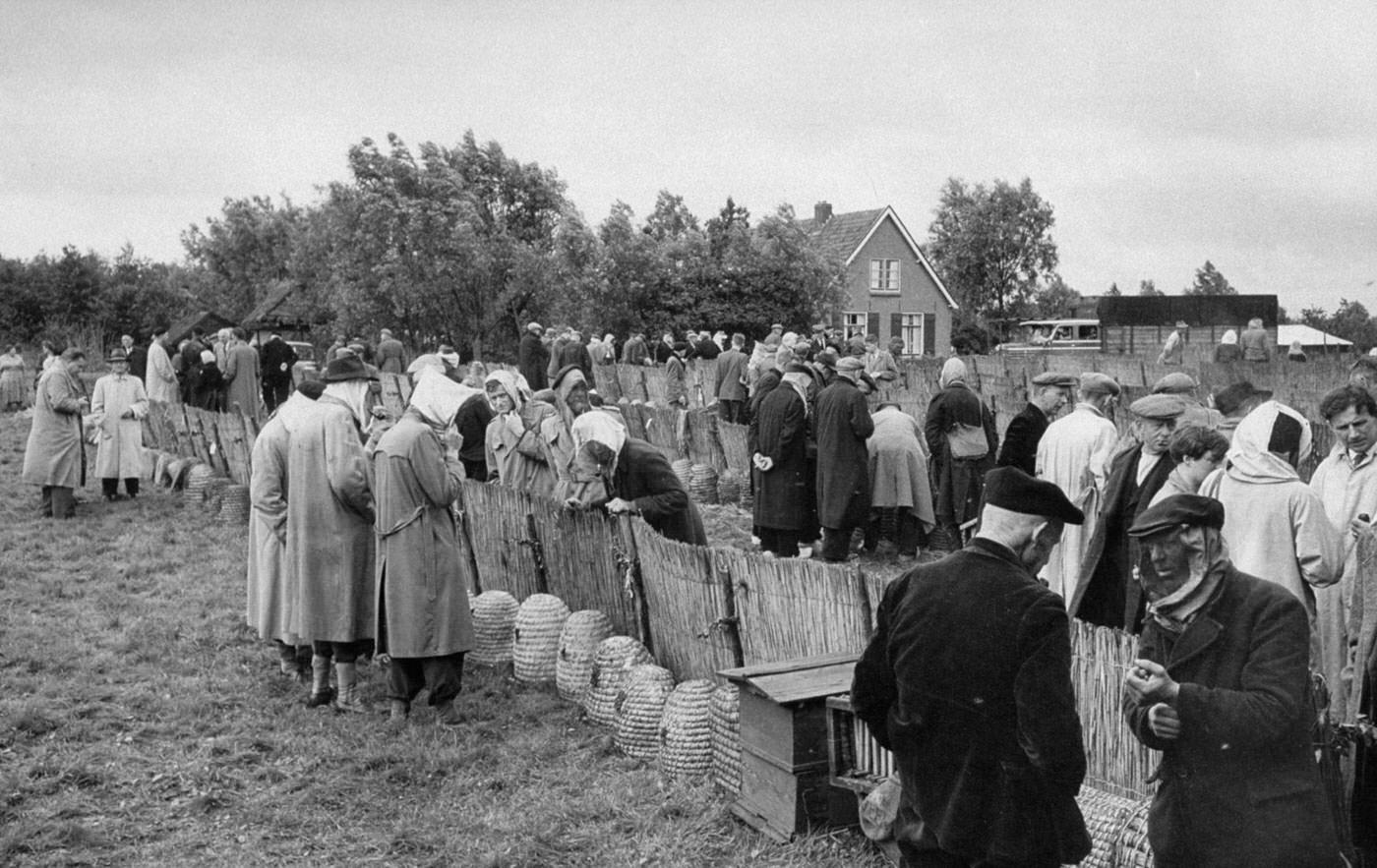 Buzzing with Activity: Captivating Images of a Bee Market in the Netherlands, 1956