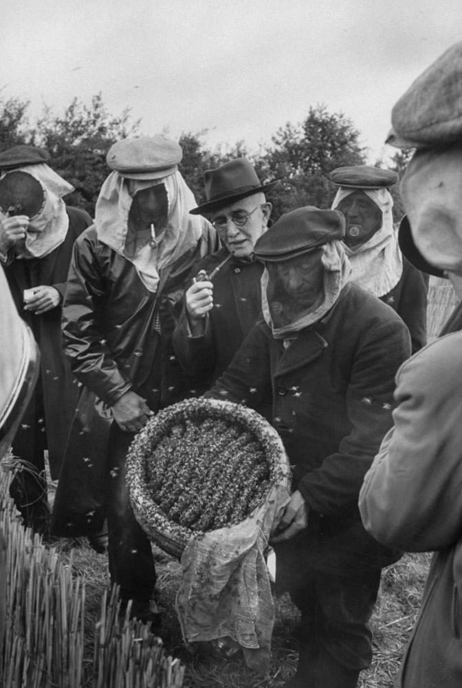 Buzzing with Activity: Captivating Images of a Bee Market in the Netherlands, 1956