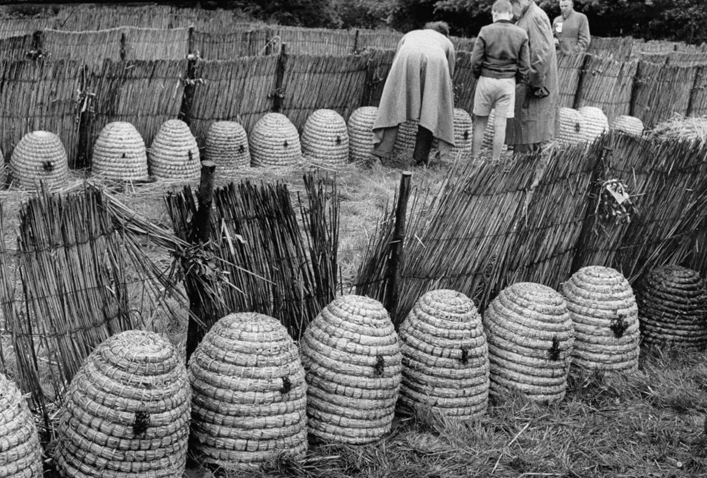 Buzzing with Activity: Captivating Images of a Bee Market in the Netherlands, 1956