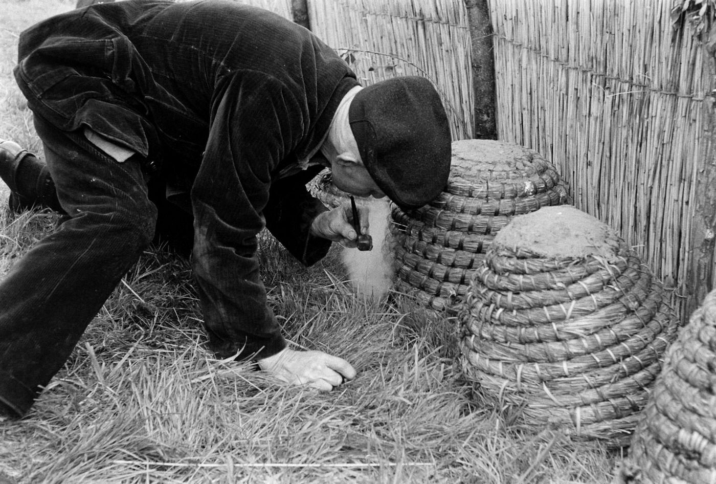 Buzzing with Activity: Captivating Images of a Bee Market in the Netherlands, 1956