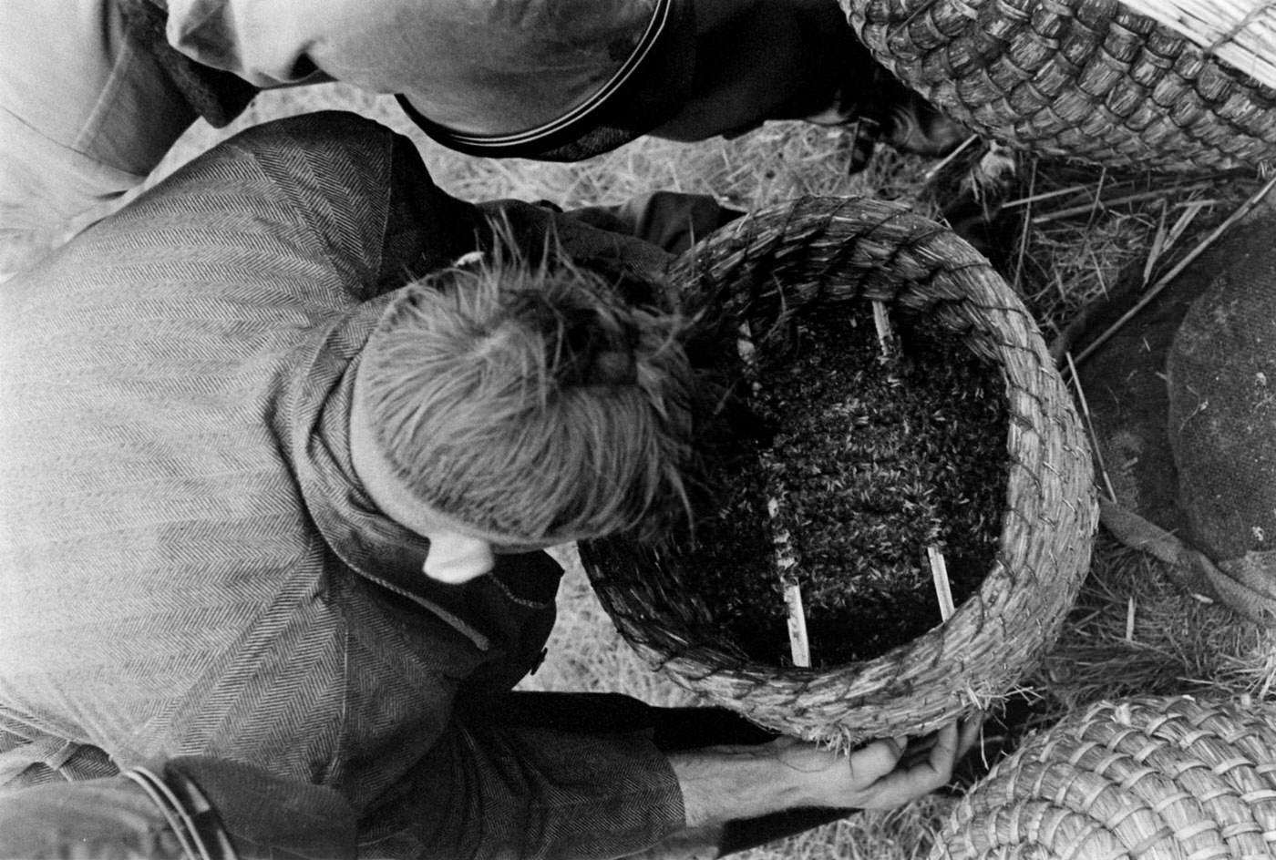 Buzzing with Activity: Captivating Images of a Bee Market in the Netherlands, 1956