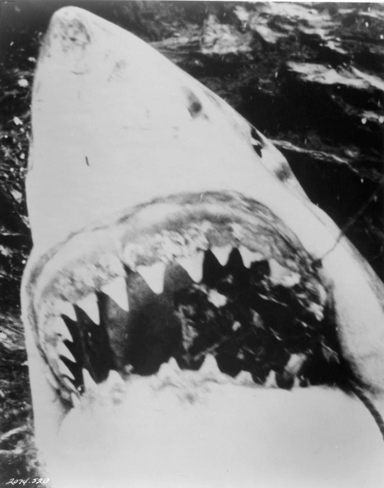 Harpooned many times by a fisherman bent on its destruction, a great white shark surfaces in an attempt to wreck a fishing boat in a scene from the film 'Jaws', 1975.