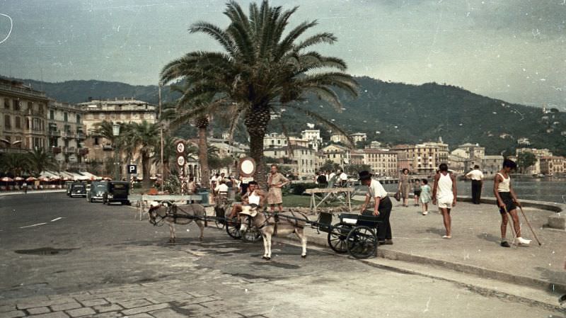 Donkey carts, France, 1950