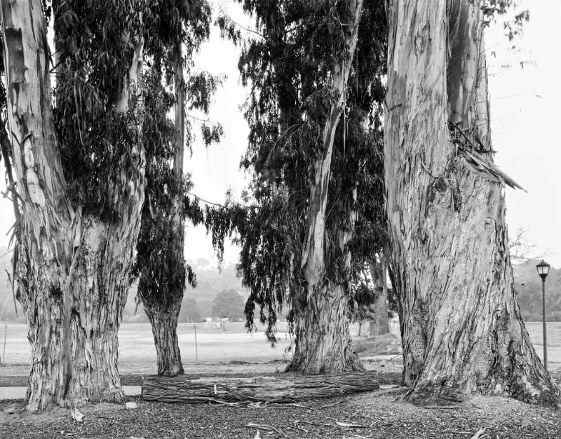 Eucalyptus trees, France, 1989