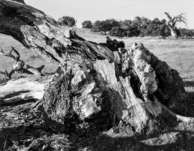 Fallen tree, France, 1989