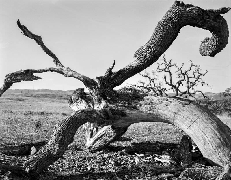 Fallen tree, France, 1989