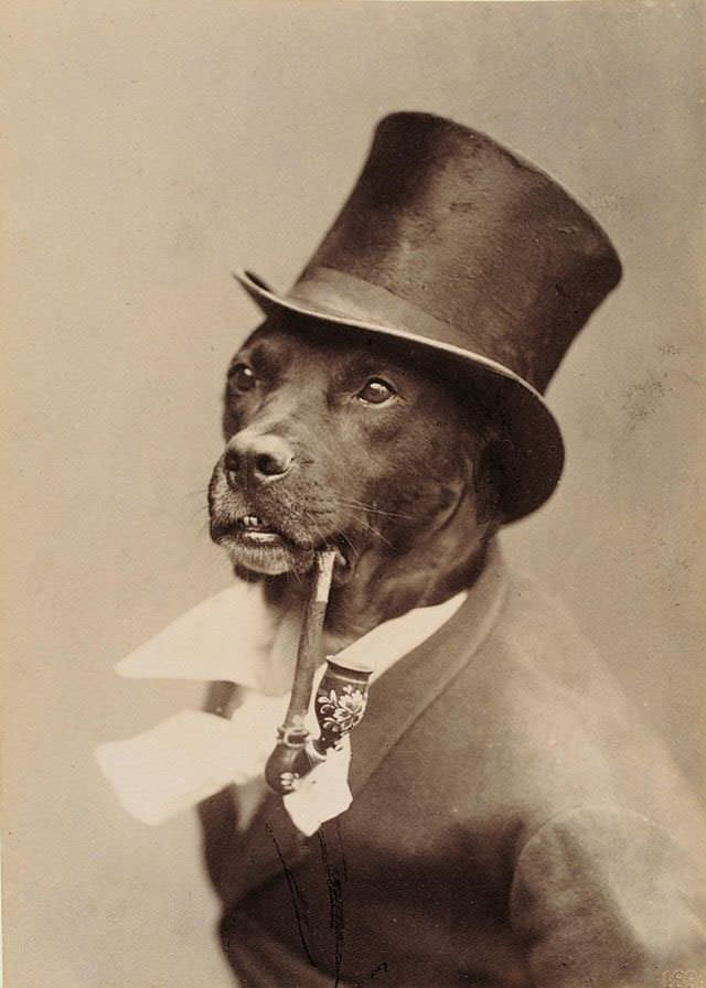 A nattily dressed hound in tophat and filigreed pipe, 1890.