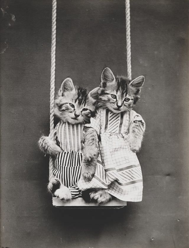 Two kittens wearing clothes on a swing, 1914.