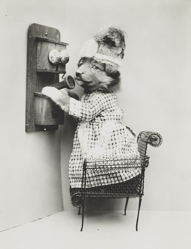 A puppy wearing a dress placed upon a miniature chair with a telephone, 1914.