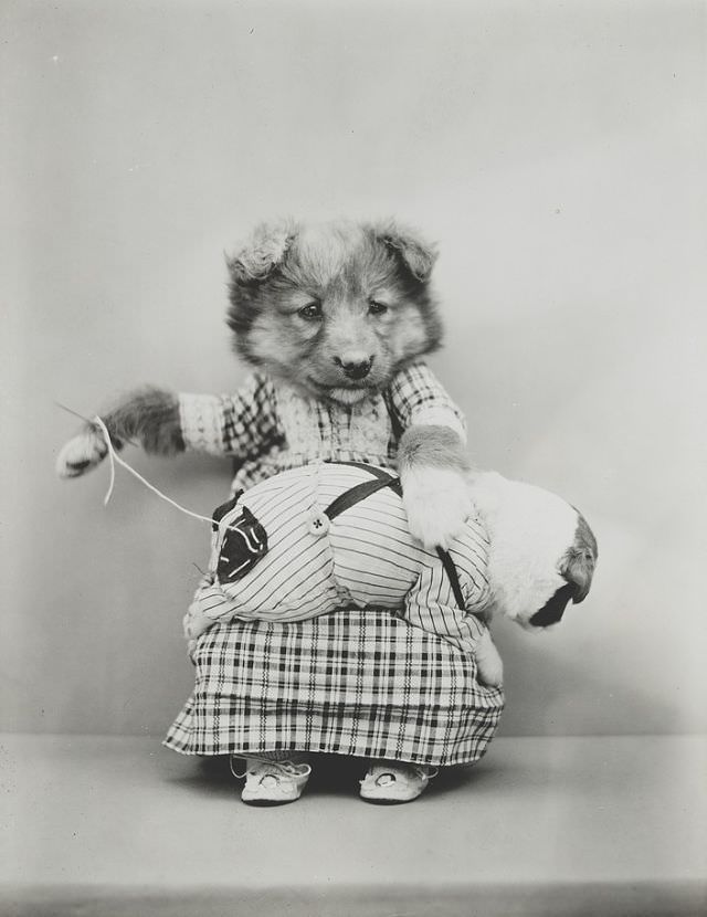 A puppy wearing a dress and sewing a patch on the pants of a tiny puppy on her lap, 1914.