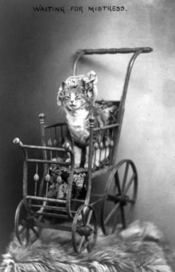 Cat wearing bonnet seated in stroller, 1908.